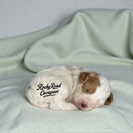 Patch - Blenheim male Cavapoo puppy in Nashville, Arkansas from Rocky Road Puppies