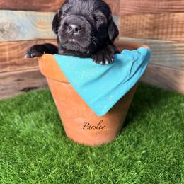 Parsley - Black female Newfoundland puppy in Tully, New York from Bear Paw Newfoundlands