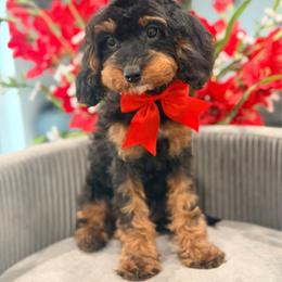 Cookie - Tri-color female Cavapoo puppy in Apple Valley, California from Fletcher Fuzzy Friends