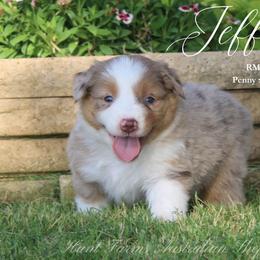 Jefferson - Red merle male Miniature Australian Shepherd puppy in Grandfield, Oklahoma from Hunt Farms Australian Shepherds