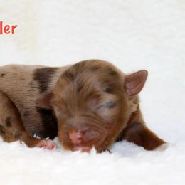 Sparkler - Red merle female Miniature Australian Shepherd puppy in Foxworth, Mississippi from Ten Mile Aussies