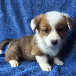 Mouth - Red male Pembroke Welsh Corgi puppy in Castle Rock, Washington from Heckman Corgis