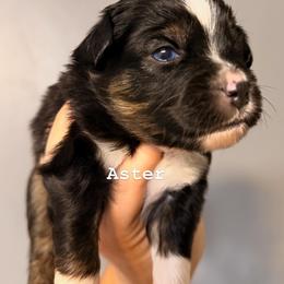 Aster - Black tri male Miniature Australian Shepherd puppy in Buchanan, Georgia from Stanleyville Farm Mini Aussies
