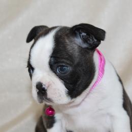 Bambi - Black brindle and white female Boston Terrier puppy in Brooksville, Florida from I Love Pups