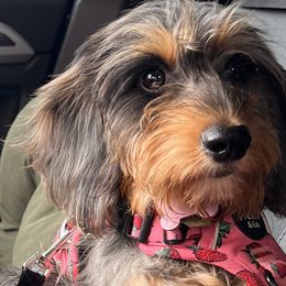 Dachshunds from For His Kingdom Kennels