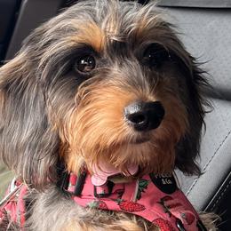 Dachshunds from For His Kingdom Kennels