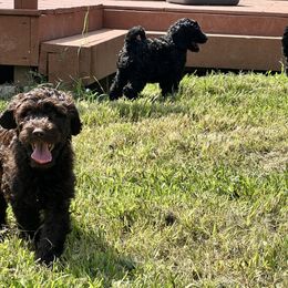 Goldendoodle and Poodle Puppies from Syren House Doodles & Poodles
