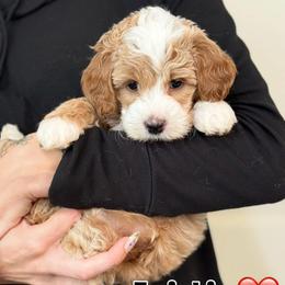 Twinkie - Parti female Goldendoodle puppy in Saint Cloud, Florida from Rising Star Kennels