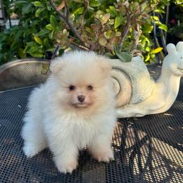Bear - Cream male Pomeranian puppy in Stockton, California from lunas_poms