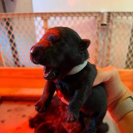 Bailey - Black female Scottish Terrier puppy in Stanford, Kentucky from Bluegrass Scottish Terriers
