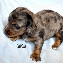 Aussiedoodle, Australian Shepherd, Dachshund, and Miniature Australian Shepherd Puppies from Bline’s Awesome Aussies at the Bline Family Farm