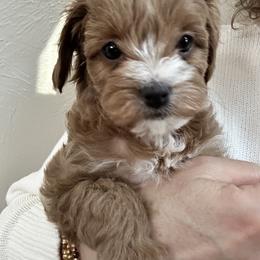 Assorted Doodle Crosses, Bernedoodle, Cavachon, Cavapoochon, Goldendoodle, and Spanish Water Dog Puppies from PitterPatterPuppiesNJ