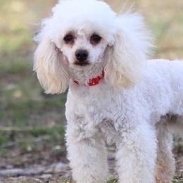 Tucker - Poodle