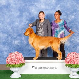 Emmi - Golden Retriever