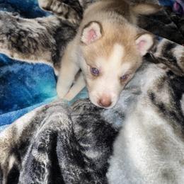 Siberian Husky Puppies from Feazell’s Siberian Huskies