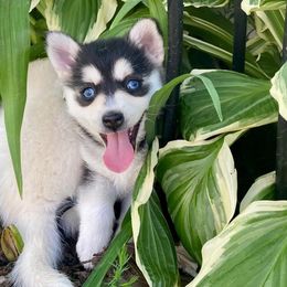 Pomsky Puppies from Southern Minnesota Pomskies