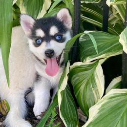 Pomsky Puppies from Southern Minnesota Pomskies