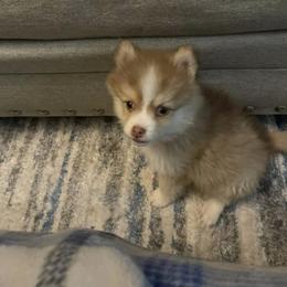 Pomsky Puppies from Furever Pomskies