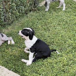 Great Dane Puppies from Laxton Danes