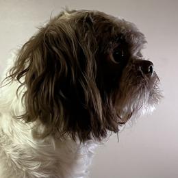 Millie - Shih Tzu