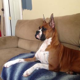 Boxer All Grown Up from Woodridge