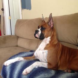Boxer All Grown Up from Woodridge