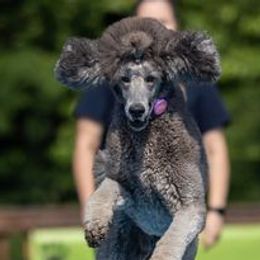 Poodles and Whippets from Moonbeam Whippets And Poodles