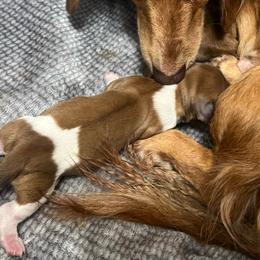 Hazel - Piebald female Dachshund puppy in Miami, Florida from Maitime Dachshund