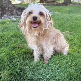 Ranger - Apricot male Yorkipoo puppy in Roseville, California from Blueberry Brook Yorkies