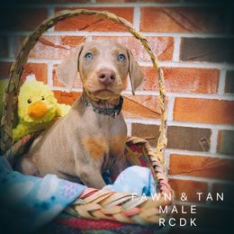 Doberman Pinscher Puppies from Ranchers Companion Doberman Kennel
