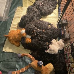 Bernedoodle Puppies from Better Day Bernedoodles