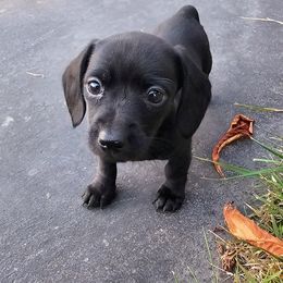 Onyx - Black female Dachshund puppy in Atwater, Ohio from Ivy Willow Dachshunds