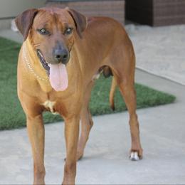 Xander - Rhodesian Ridgeback