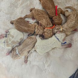Boy 1 - Red Labradoodle puppy in Galt, Missouri from Only Doodles!