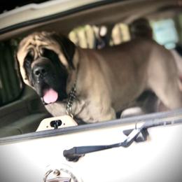 VALOR - Mastiff