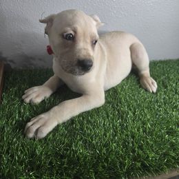 Kate Collar - Fawn female Cane Corso puppy in St. Augustine, Florida from RG2 Cane Corsos
