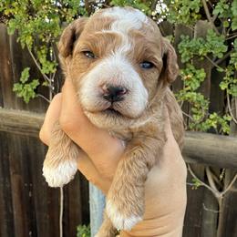 Pua - Red female Cavapoo puppy in Orange, California from SoCal Cavapoos