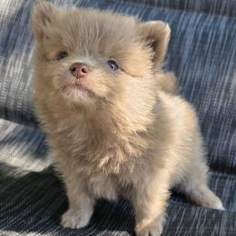 REX - Beaver male Pomeranian puppy in Hooksett, New Hampshire from Granite State Pomeranians
