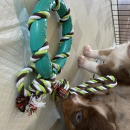 Miniature Australian Shepherd and Toy Australian Shepherd Puppies from Sunset Hill Mini & Toy Aussies