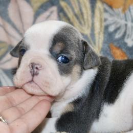 Elfie - Blue tri-color female Bulldog puppy in Zionsville, Indiana from Midwest Bulldogs