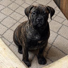 Destiny - Red brindle female Bullmastiff puppy in South Attleboro, Massachusetts from Bessettes Bullies