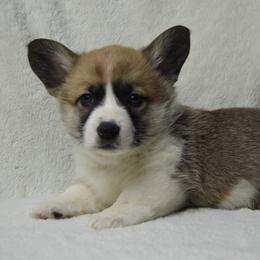 American Corgi and Pembroke Welsh Corgi Puppies from Wildlings & Wild Things Homestead