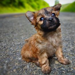 Companion Cross, Havanese, Mal-Shi, Maltese, Maltipoo, Morkie, and Shih Tzu Puppies from Seeking Shalom Acres Maltese, Maltipoos & Havamalts