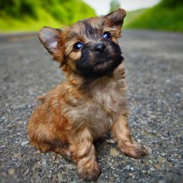 Companion Cross, Havanese, Mal-Shi, Maltese, Maltipoo, Morkie, and Shih Tzu Puppies from Seeking Shalom Acres Maltese, Maltipoos & Havamalts