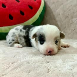 Blossom - Blue merle and white female American Corgi puppy in Decatur, Texas from Bar S Corgis