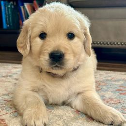 Glow - Light golden female Golden Retriever puppy in Doniphan, Missouri from Stockford’s Golden Retrievers