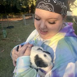 Zoey - Black tri female Miniature Australian Shepherd puppy in Interlachen, Florida from Lucky Bones Miniature Australian Shepherds