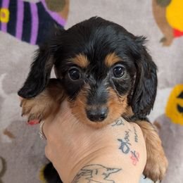Misty longhair - Black and tan female Dachshund puppy in Barnard, Missouri from KB Doxies