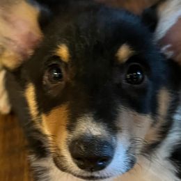 Pembroke Welsh Corgis from The Collective