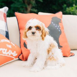 Benny - Blenheim male Cavapoo puppy in Murray, Utah from Sun Valley Doodles